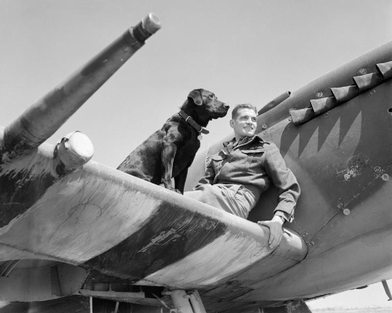 Wing Commander Johnnie Johnson, DSO and Two Bars, DFC and Bar, Royal Air Force, commanding No. 144 (Canadian) Wing, sitting on the wing of his Supermarine Spitfire Mark IX (MK392, a Castle Bromley-built Spitfire) with his Labrador Retriever, Sally, at Bazenville, Normandy, 31 July 1944. (Pilot Officer Saidman, RAF Official Photographer/Imperial War Museum) 