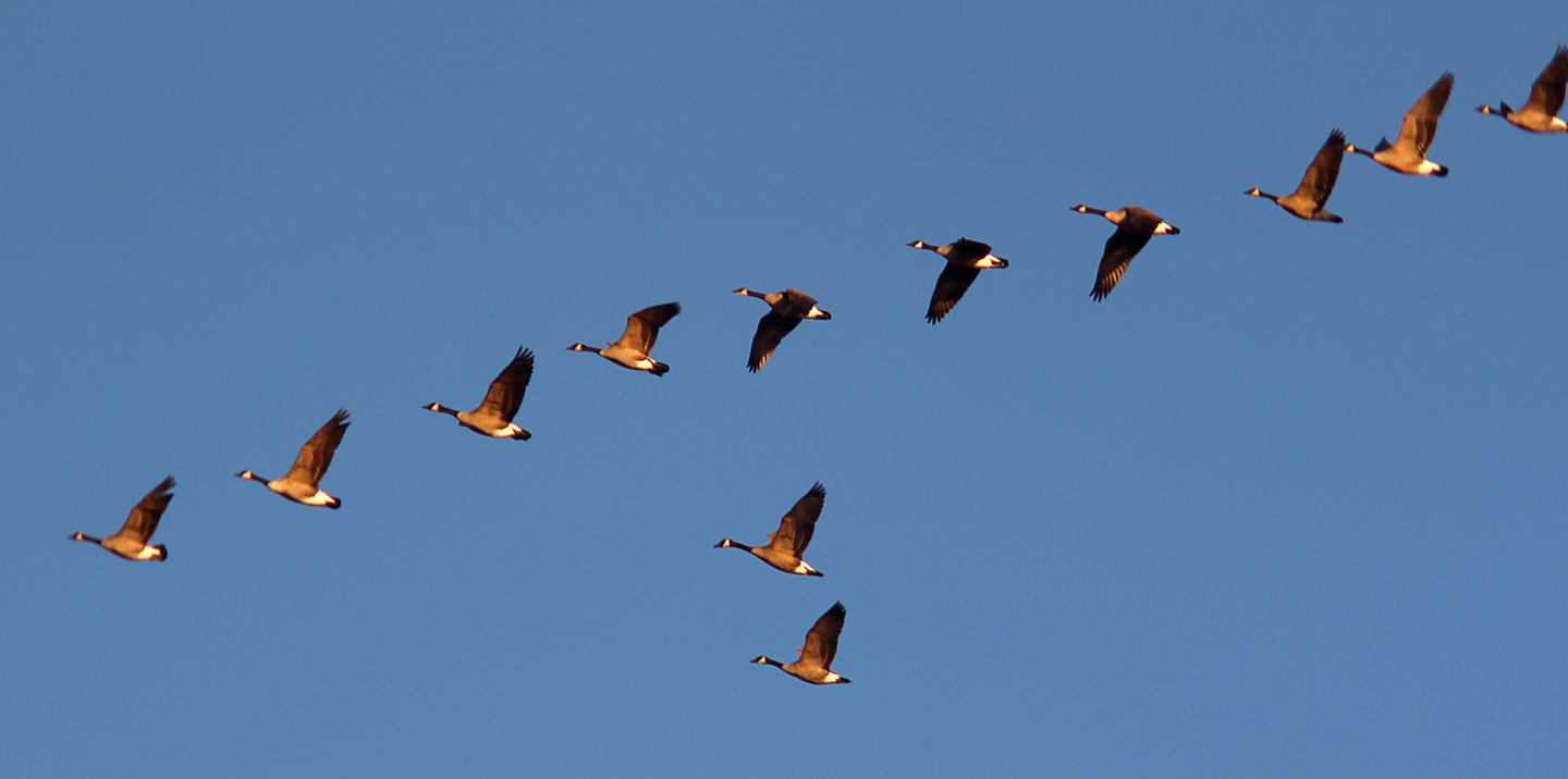Canada geese (Branta candensis maxima) in flight.
