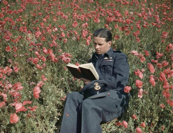 Wing Commander Guy Gibson sitting in a poppy field reading a book. (Imperial War Museum TR 1125)