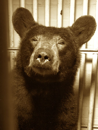Yogi, an American black bear used as a test subject.