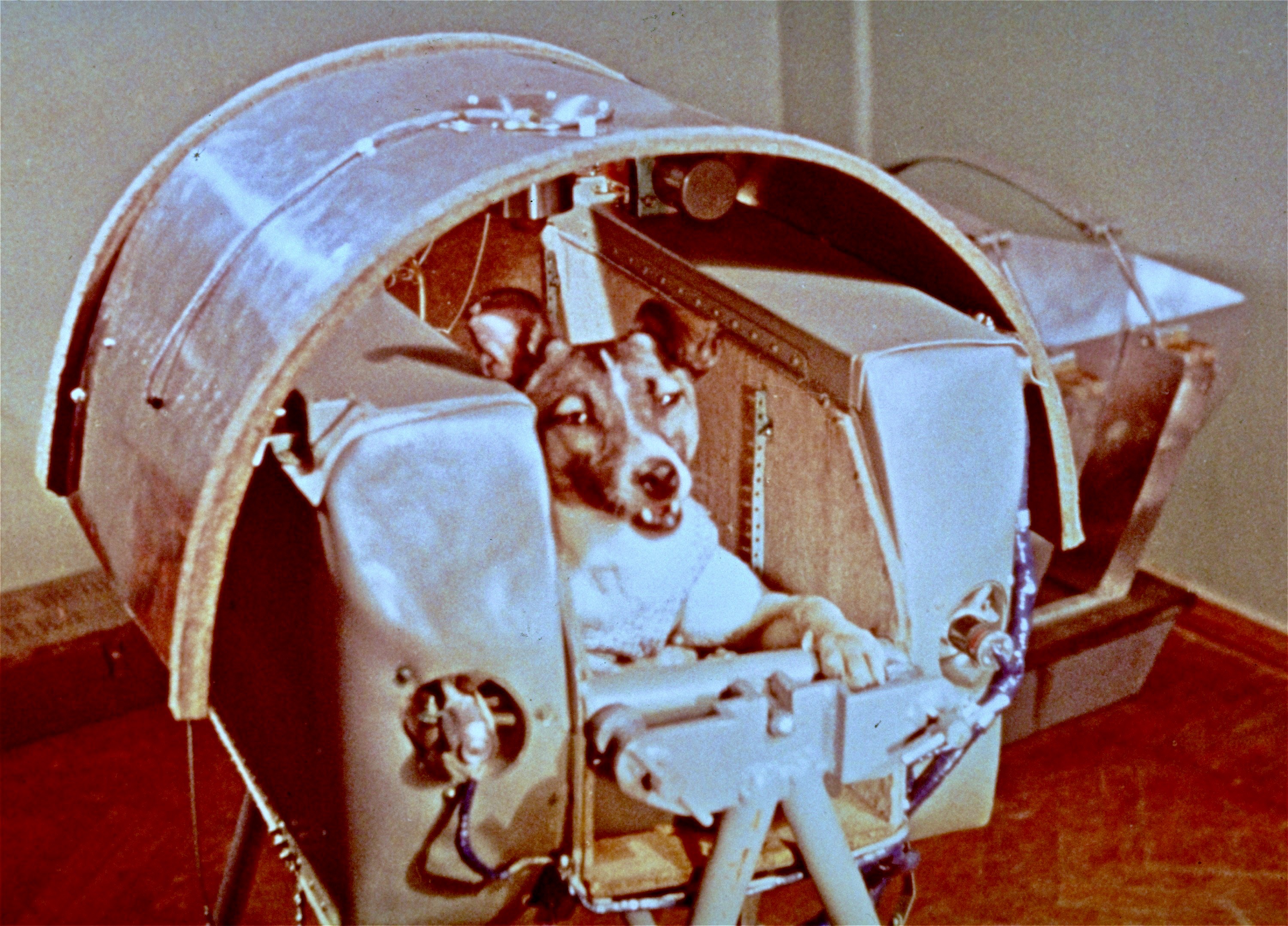 1 собака лайка. 1957 Лайка в космосе. Собака лайка в космосе. Первая собака космонавт лайка. Собачка лайка в 1957 году на космическом аппарате Спутник 2.